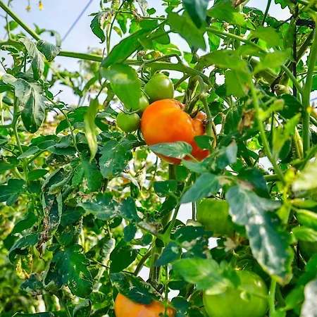 La De Ojebar Nordica Rasines