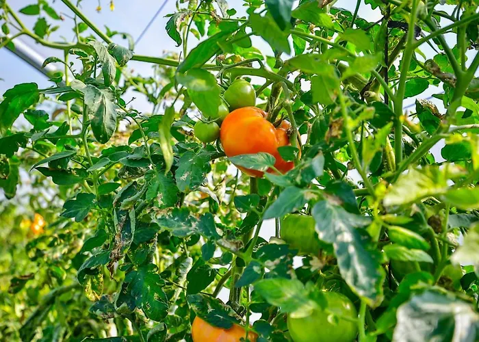 La De Ojebar Nordica Rasines